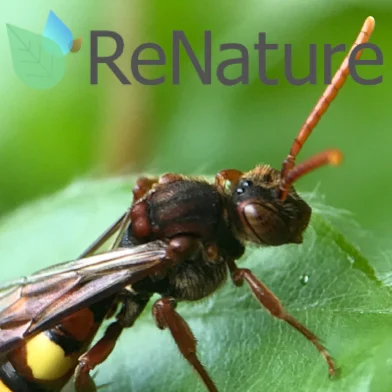 ReNature Ldn